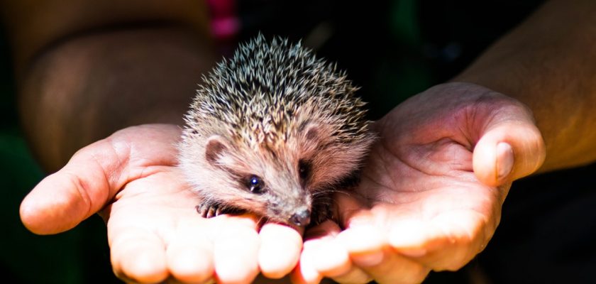 How to attract hedgehogs to your garden