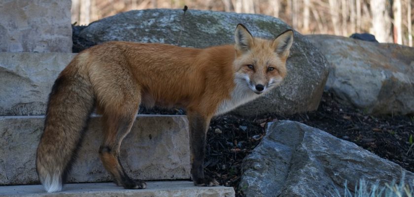 How To Get Rid Of Foxes in Garden