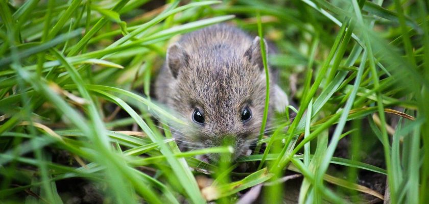 How To Get Rid Of Mice In Garden Naturally