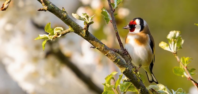 How to attract goldfinches to your garden