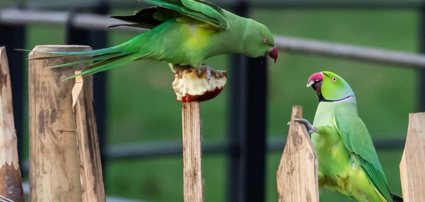 How to get rid of parakeets in the garden