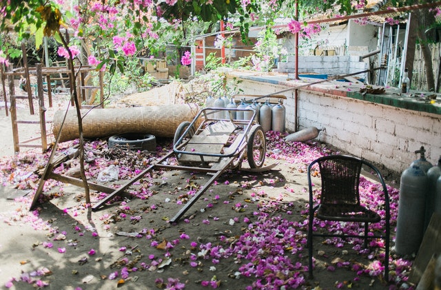 aged-backyard-with-with-cart-in-dropped-petals