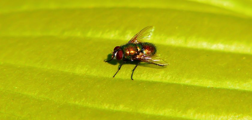 How to Get Rid of Flies in Garden