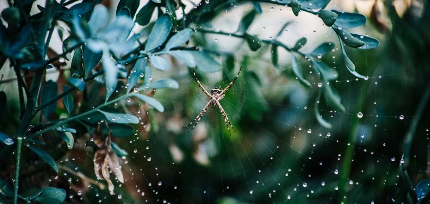 How to Get Rid of Spiders in Garden