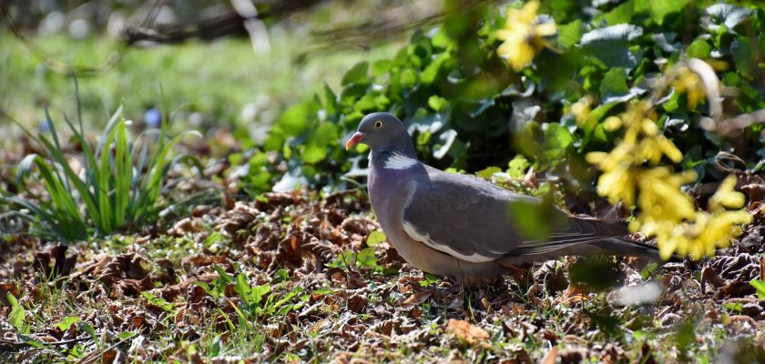 How to deter wood pigeons from garden