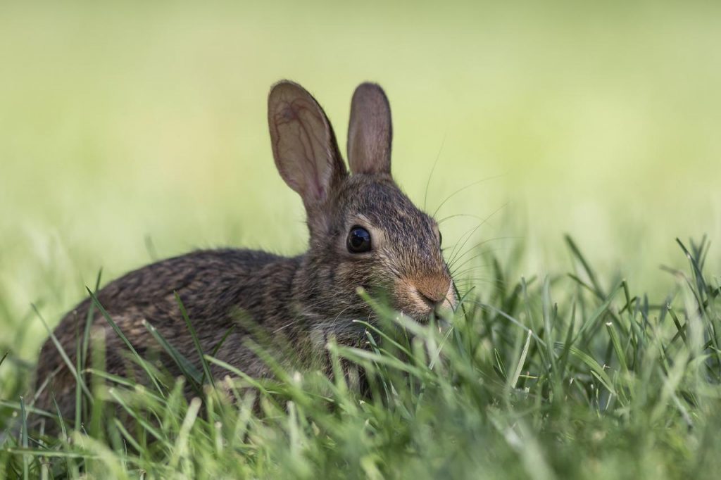 How to Get Rid of Rabbits in the Garden How to Gardening UK