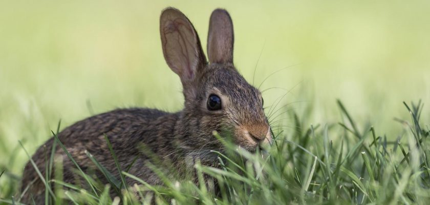 How to get rid of rabbits in the garden