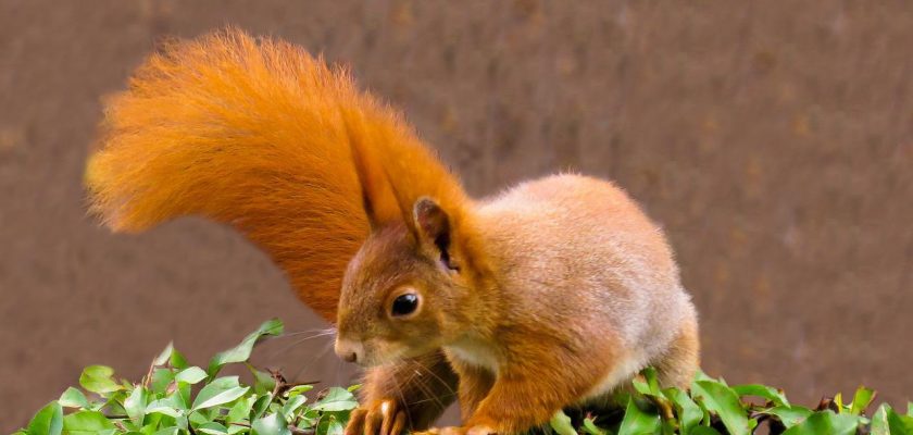 How to get rid of squirrels in garden
