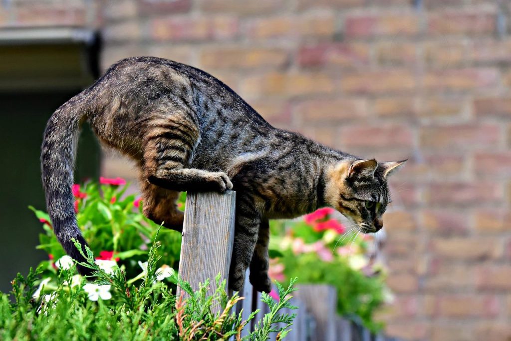 how-to-keep-neighbours-cats-out-of-my-garden-how-to-gardening-uk