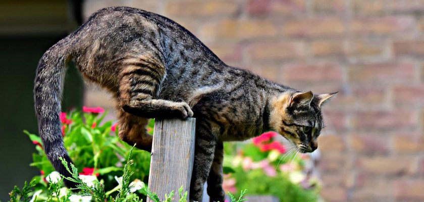 How to keep neighbours cats out of my garden