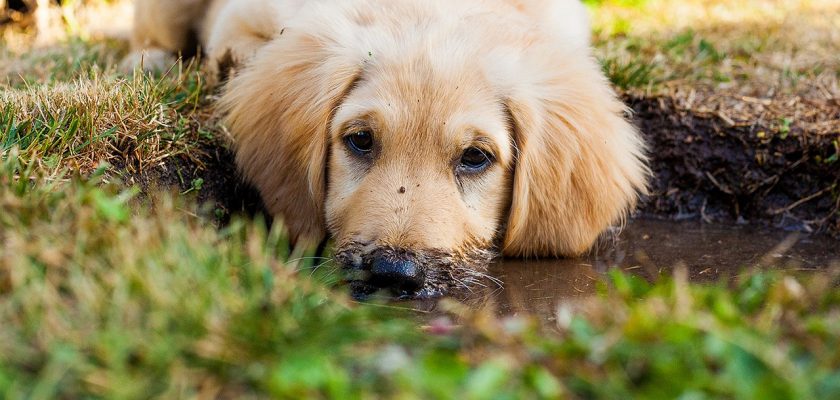 How to stop puppy digging in garden
