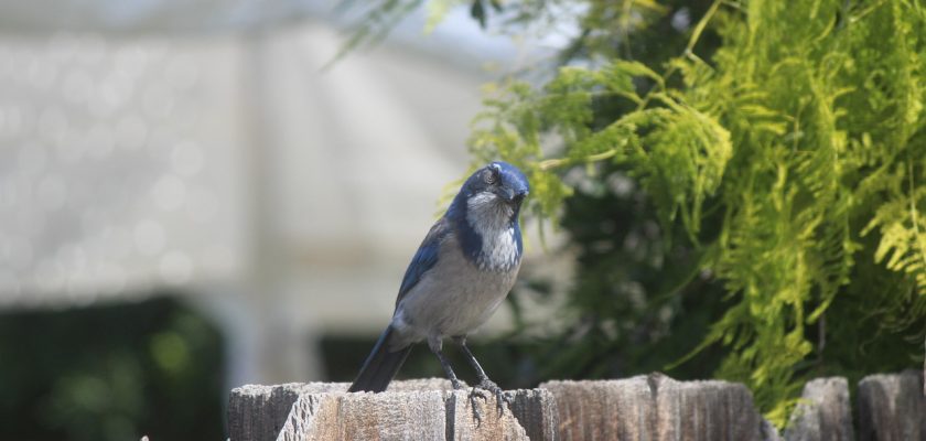 the blue bird on the fence