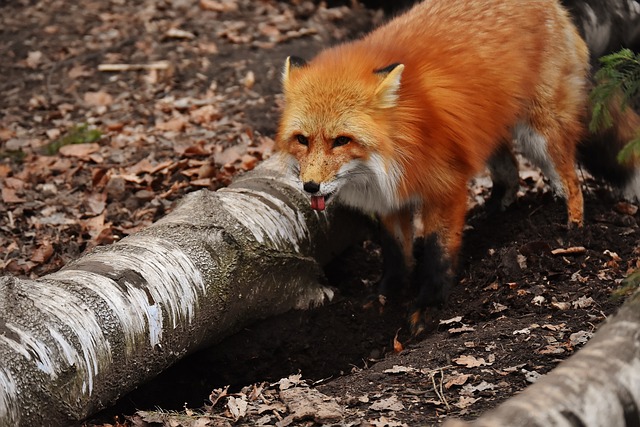 foxes digging